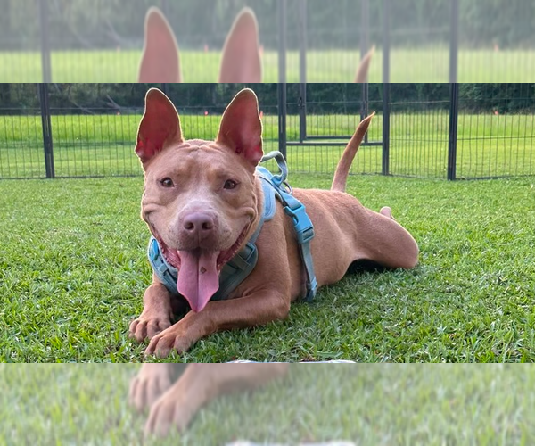 Medium Photo #5 Mutt Puppy For Sale in Abbeville, LA, USA