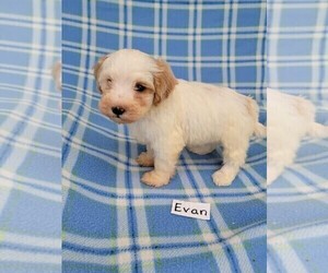 Maltipoo Puppy for sale in HOPKINSVILLE, KY, USA