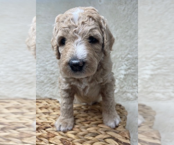 Medium Photo #33 Double Doodle Puppy For Sale in PIERSON, FL, USA