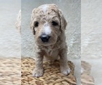Small Photo #33 Double Doodle Puppy For Sale in PIERSON, FL, USA