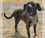 Small #3 Labrador Retriever-Plott Hound Mix