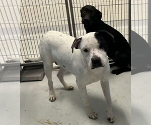 Pointer Dogs for adoption in Pampa, TX, USA