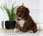 Small #2 Goldendoodle (Miniature)