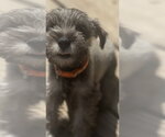 Small #3 Mutt