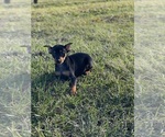 Small Photo #5 Miniature Pinscher Puppy For Sale in CANOGA, NY, USA