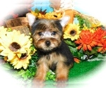 Small Photo #3 Yorkshire Terrier Puppy For Sale in HAMMOND, IN, USA