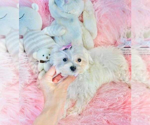 Medium Photo #3 Maltese Puppy For Sale in TAMPA, FL, USA