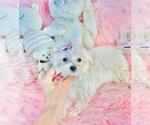 Small #2 Maltese