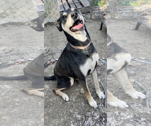 Mutt Dogs for adoption in Munford, TN, USA