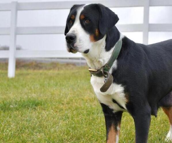 Medium Photo #1 Greater Swiss Mountain Dog Puppy For Sale in BELLEFONTE, PA, USA