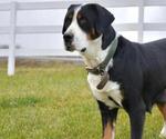 Small Greater Swiss Mountain Dog