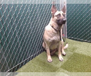 Medium German Shepherd Dog