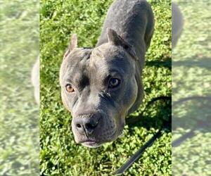 American Bulldog-Unknown Mix Dogs for adoption in Center Township, PA, USA