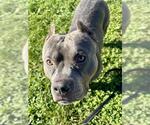 BIGGIE - Male American Bulldog-Unknown Mix Dog for Adoption - Small photo