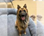 Small German Shepherd Dog Mix