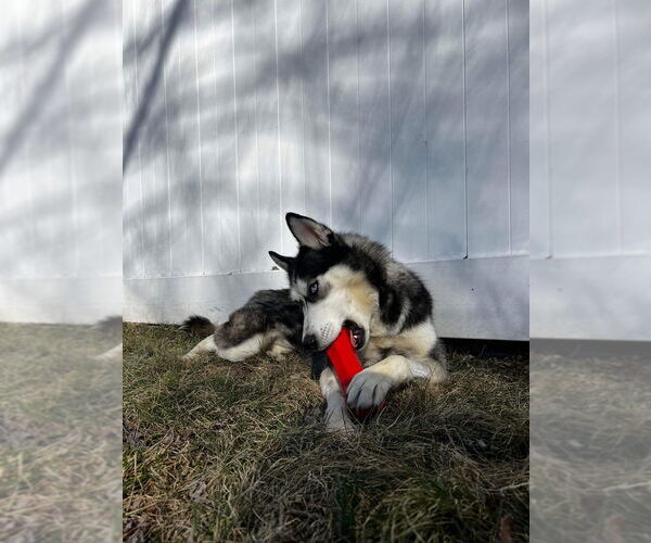 Medium Photo #5 Huskies -Unknown Mix Puppy For Sale in Springdale, PA, USA