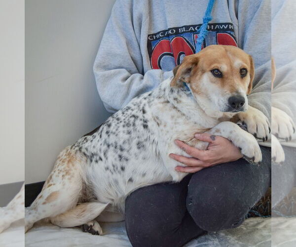 Medium Photo #2 Basset Hound-Unknown Mix Puppy For Sale in Huntley, IL, USA