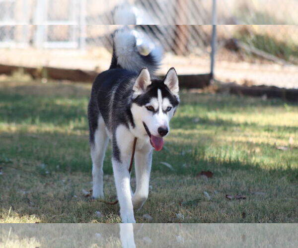 Medium Photo #1 Siberian Husky Puppy For Sale in El Centro, CA, USA