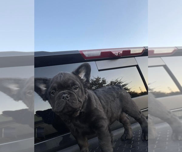 Medium Photo #1 French Bulldog Puppy For Sale in TUCSON, AZ, USA