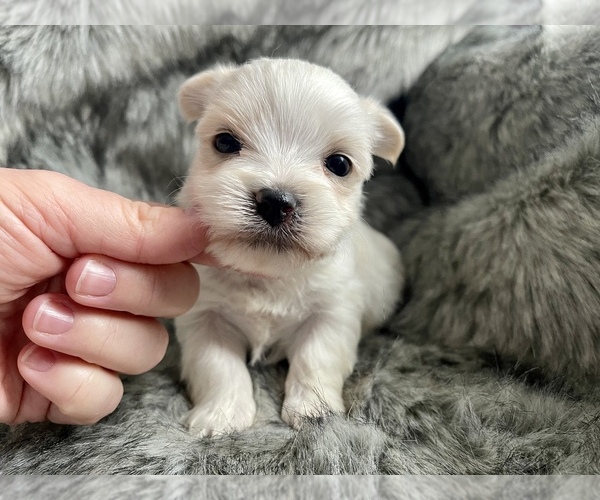 Medium Photo #1 Morkie Puppy For Sale in MORRIS CHAPEL, TN, USA