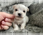 Small Photo #1 Morkie Puppy For Sale in MORRIS CHAPEL, TN, USA