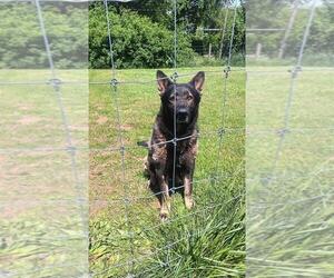 Father of the German Shepherd Dog puppies born on 07/15/2026