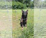 Small Photo #1 German Shepherd Dog Puppy For Sale in HILLSVILLE, VA, USA