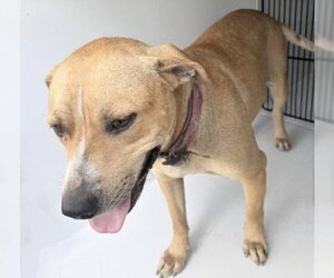 Black Mouth Cur-Unknown Mix Dogs for adoption in Houston, TX, USA