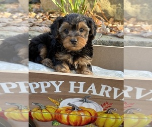 Yorkshire Terrier Puppy for sale in FENTON, MI, USA