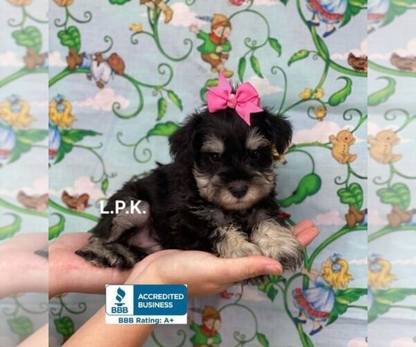 Medium Photo #1 Schnauzer (Miniature) Puppy For Sale in WINNSBORO, LA, USA