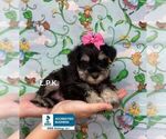 Small Photo #1 Schnauzer (Miniature) Puppy For Sale in WINNSBORO, LA, USA