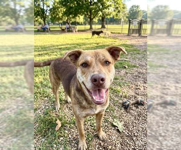 Medium Photo #1 Mutt Puppy For Sale in Fairfield, IL, USA