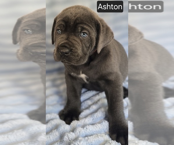 Medium Photo #2 Cane Corso Puppy For Sale in MINERAL WELLS, WV, USA