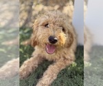 Small #1 Goldendoodle-Poodle (Toy) Mix