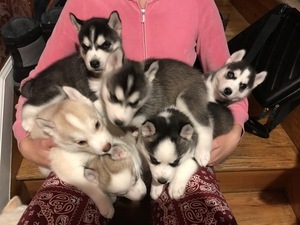 Siberian Husky Puppy for sale in STATEN ISLAND, NY, USA