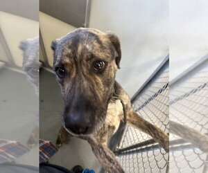 Mutt Dogs for adoption in Glen Allen, VA, USA