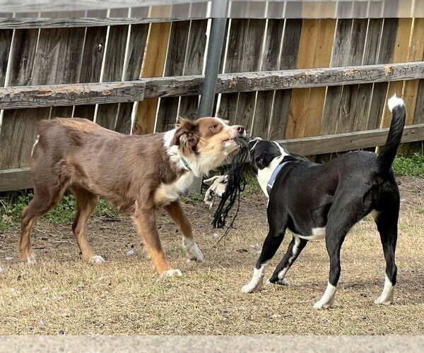 Medium Photo #2 Australian Shepherd Puppy For Sale in Oak Bluffs, MA, USA
