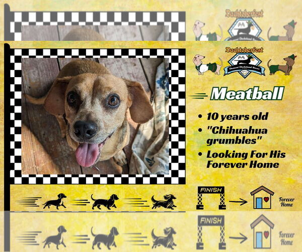 Medium Photo #8 Dachshund Puppy For Sale in San Antonio, TX, USA