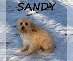 Image preview for Ad Listing. Nickname: Sandy