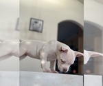 Small Photo #7 American Bully Puppy For Sale in STOCKTON, CA, USA