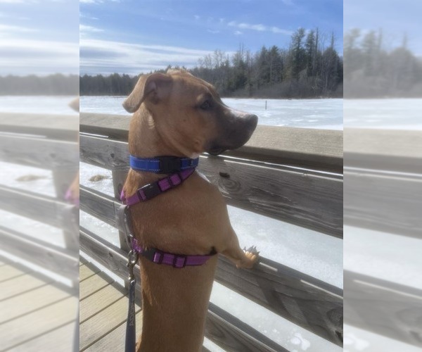 Medium Photo #4 Mutt Puppy For Sale in Gloversville, NY, USA