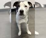 Small #2 Australian Shepherd Mix
