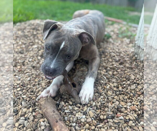 Medium Photo #4 Boxer-Unknown Mix Puppy For Sale in Canton, CT, USA