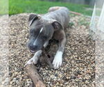 Small #3 Boxer Mix