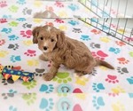Image preview for Ad Listing. Nickname: Chester