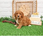 Small #3 Cavapoo