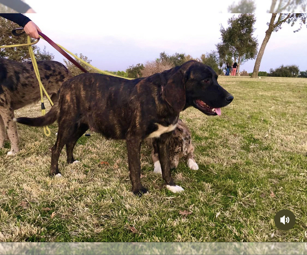 Medium Photo #1 Australian Shepherd-Saint Bernard Mix Puppy For Sale in BAKERSFIELD, CA, USA