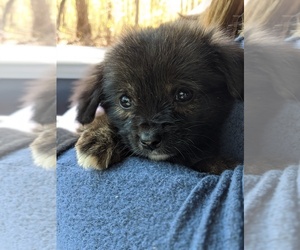 Peke-A-Pap-Pomeranian Mix Puppy for sale in SPENCER, TN, USA