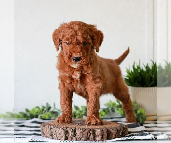 Medium Photo #1 Goldendoodle (Miniature) Puppy For Sale in LITITZ, PA, USA