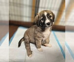 Candy Bars : Kit Kat - Female Borador Dog for Adoption - Small photo